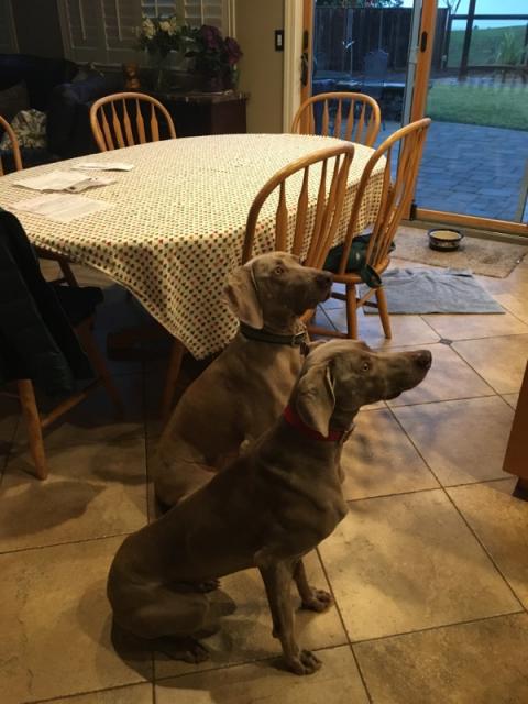 Angie Sit with Harlie